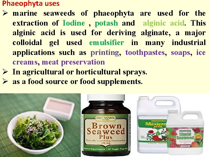 Phaeophyta uses Ø marine seaweeds of phaeophyta are used for the extraction of Iodine