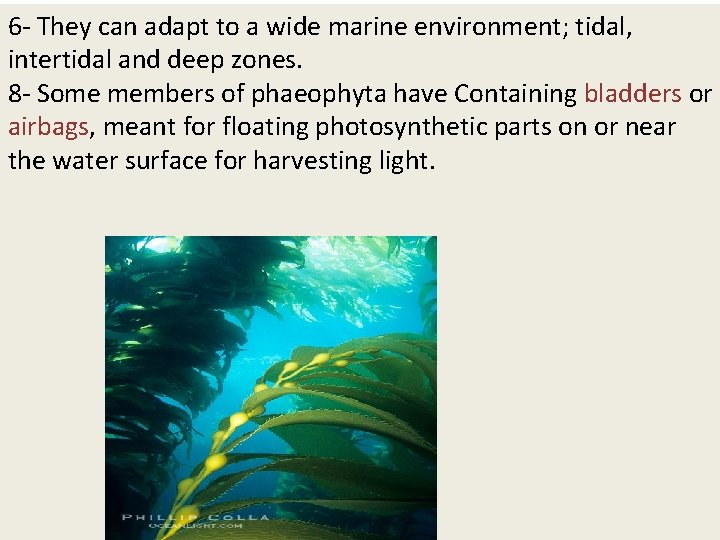 6 - They can adapt to a wide marine environment; tidal, intertidal and deep