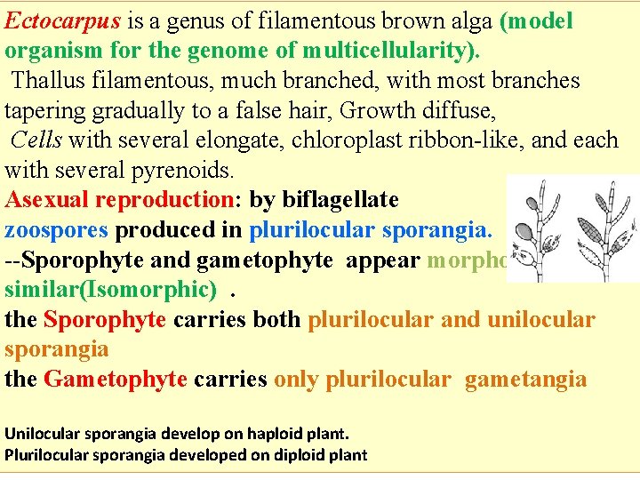Ectocarpus is a genus of filamentous brown alga (model organism for the genome of