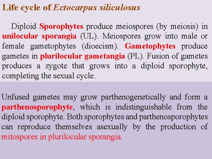 Life cycle of Ectocarpus siliculosus Diploid Sporophytes produce meiospores (by meiosis) in unilocular sporangia