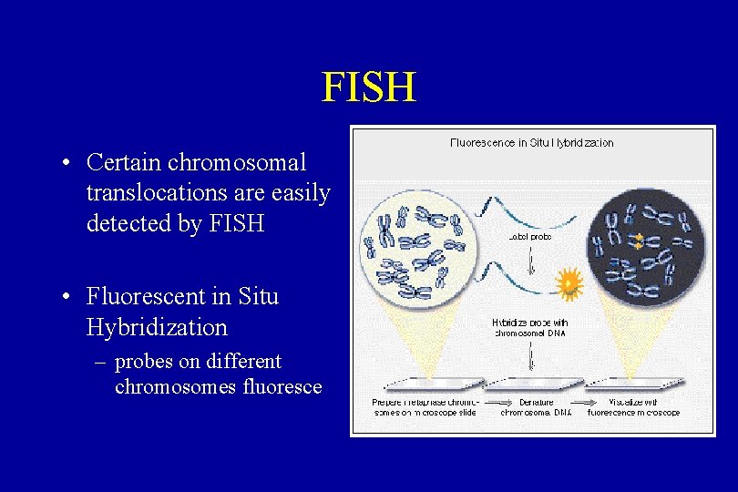 FISH • Certain chromosomal translocations are easily detected by FISH • Fluorescent in Situ