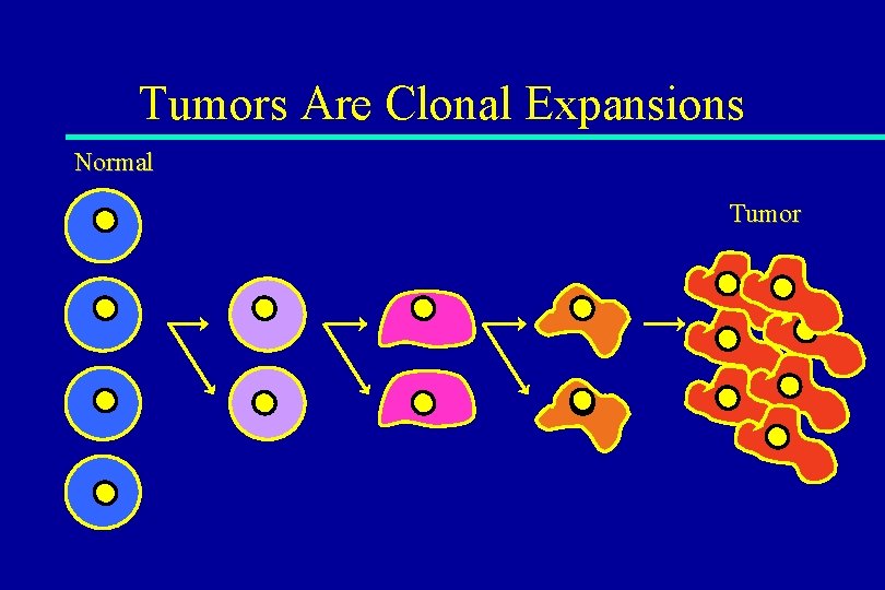 Tumors Are Clonal Expansions Normal Tumor 