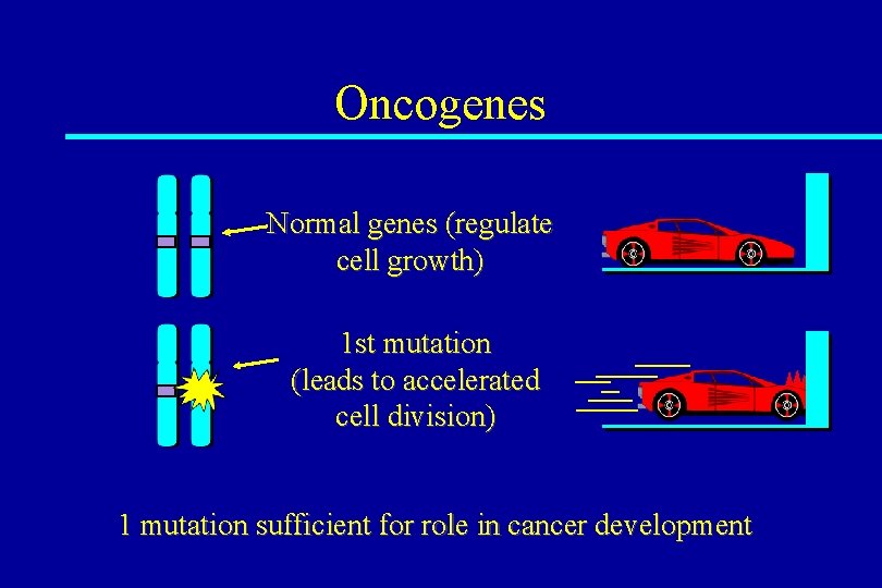 Oncogenes Normal genes (regulate cell growth) 1 st mutation (leads to accelerated cell division)