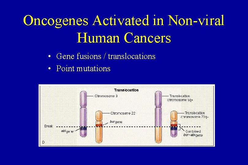 Oncogenes Activated in Non-viral Human Cancers • Gene fusions / translocations • Point mutations