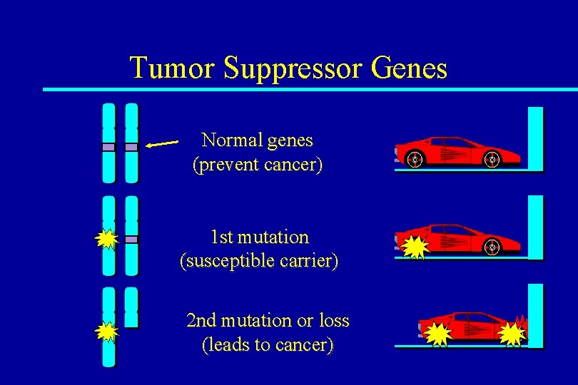 Tumor Suppressor Genes Normal genes (prevent cancer) 1 st mutation (susceptible carrier) 2 nd