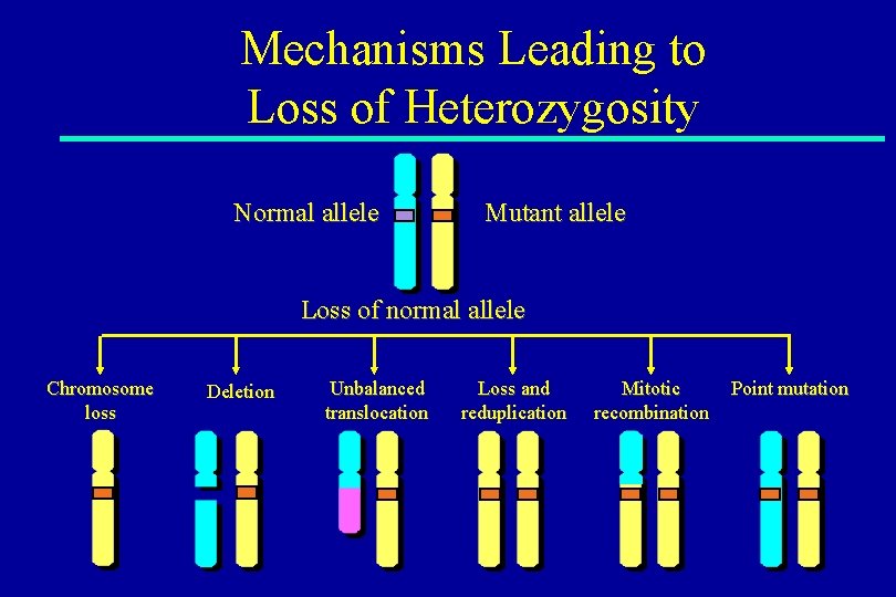 Mechanisms Leading to Loss of Heterozygosity Normal allele Mutant allele Loss of normal allele