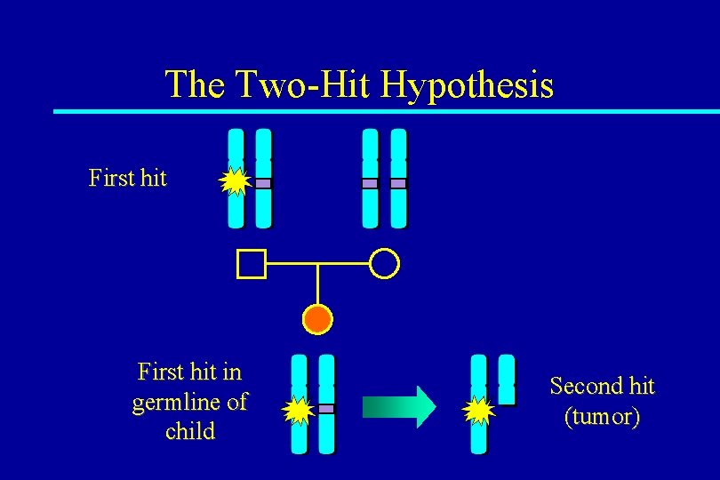 The Two-Hit Hypothesis First hit in germline of child Second hit (tumor) 