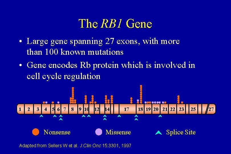 The RB 1 Gene • Large gene spanning 27 exons, with more than 100