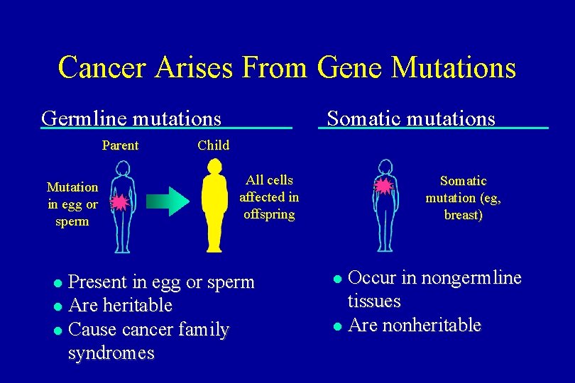 Cancer Arises From Gene Mutations Germline mutations Parent Mutation in egg or sperm Somatic