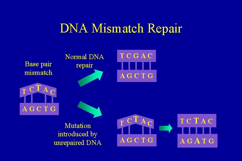 DNA Mismatch Repair Normal DNA repair Base pair mismatch TCGAC AGCTG T CT A