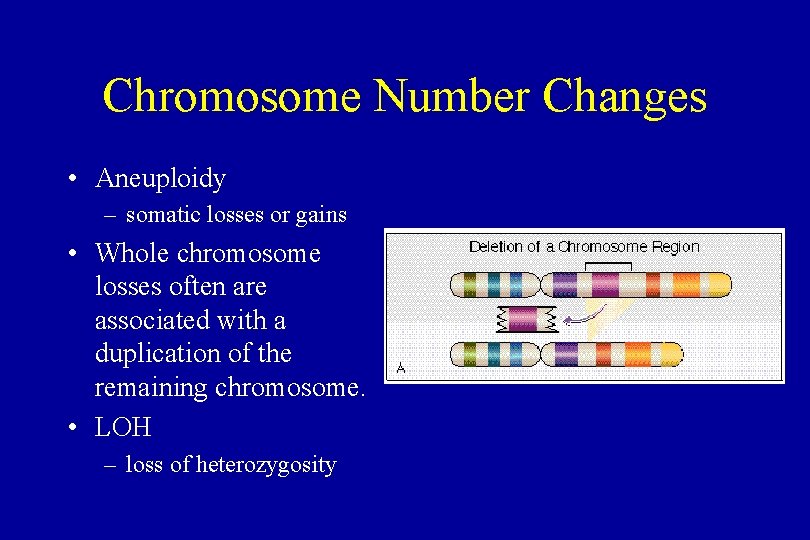 Chromosome Number Changes • Aneuploidy – somatic losses or gains • Whole chromosome losses