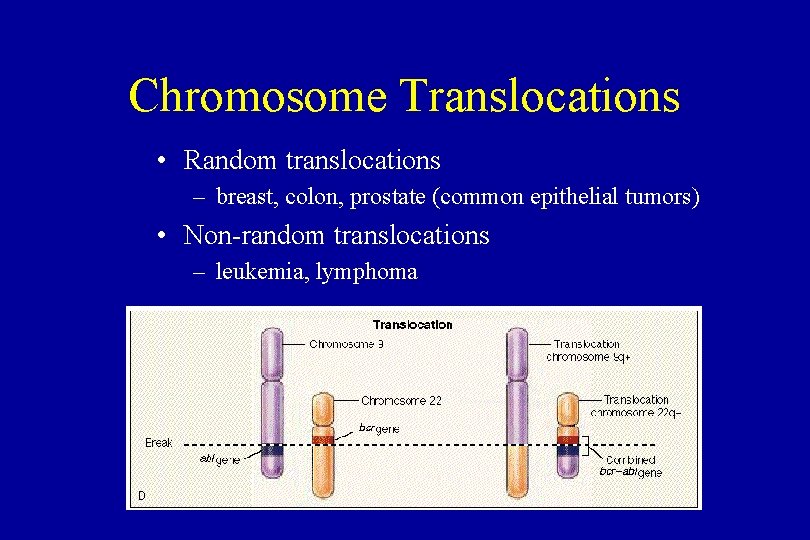 Chromosome Translocations • Random translocations – breast, colon, prostate (common epithelial tumors) • Non-random