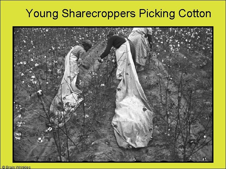 Young Sharecroppers Picking Cotton © Brain Wrinkles 