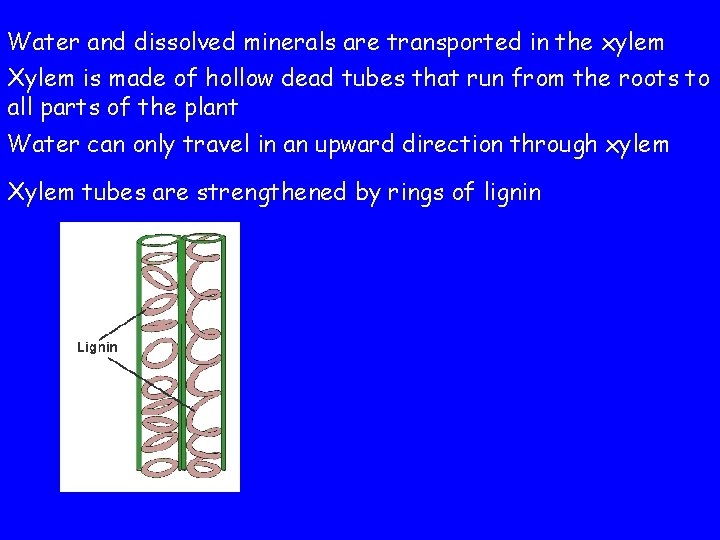 Water and dissolved minerals are transported in the xylem Xylem is made of hollow