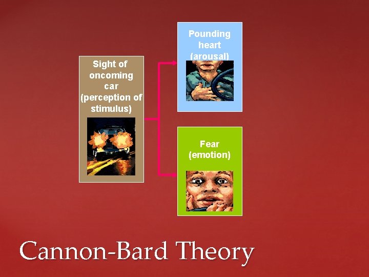 Sight of oncoming car (perception of stimulus) Pounding heart (arousal) Fear (emotion) Cannon-Bard Theory