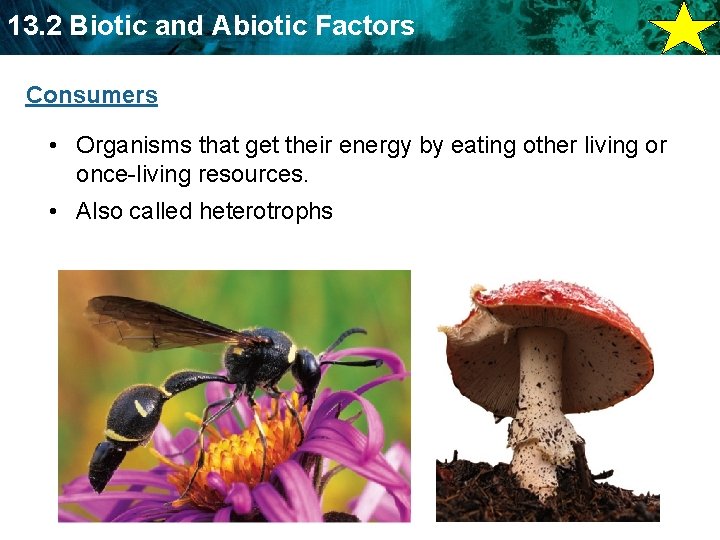 13. 2 Biotic and Abiotic Factors Consumers • Organisms that get their energy by