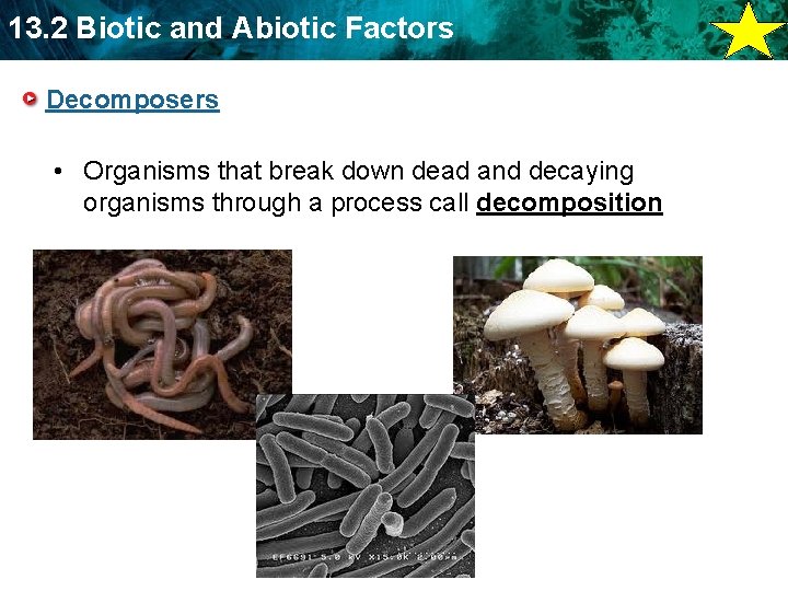 13. 2 Biotic and Abiotic Factors Decomposers • Organisms that break down dead and