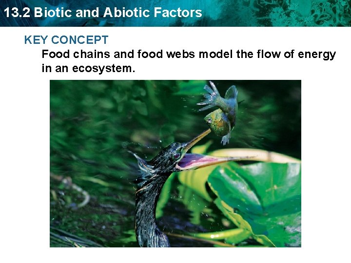 13. 2 Biotic and Abiotic Factors KEY CONCEPT Food chains and food webs model