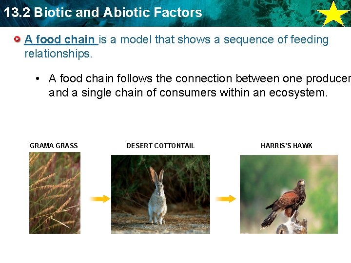 13. 2 Biotic and Abiotic Factors A food chain is a model that shows