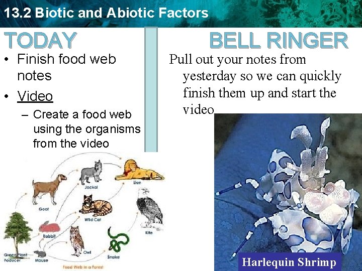 13. 2 Biotic and Abiotic Factors TODAY • Finish food web notes • Video