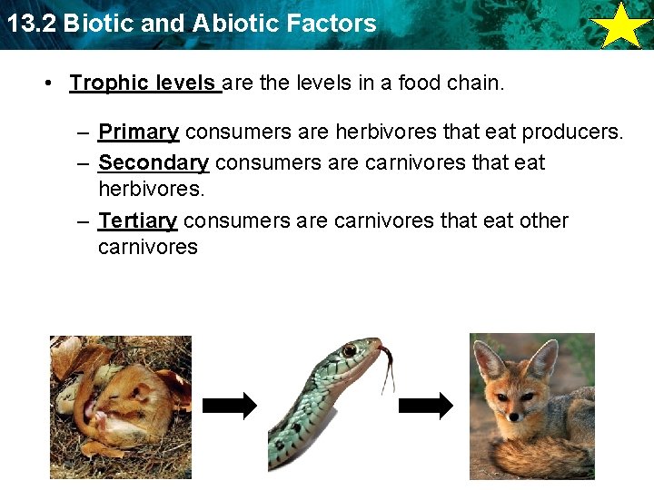 13. 2 Biotic and Abiotic Factors • Trophic levels are the levels in a