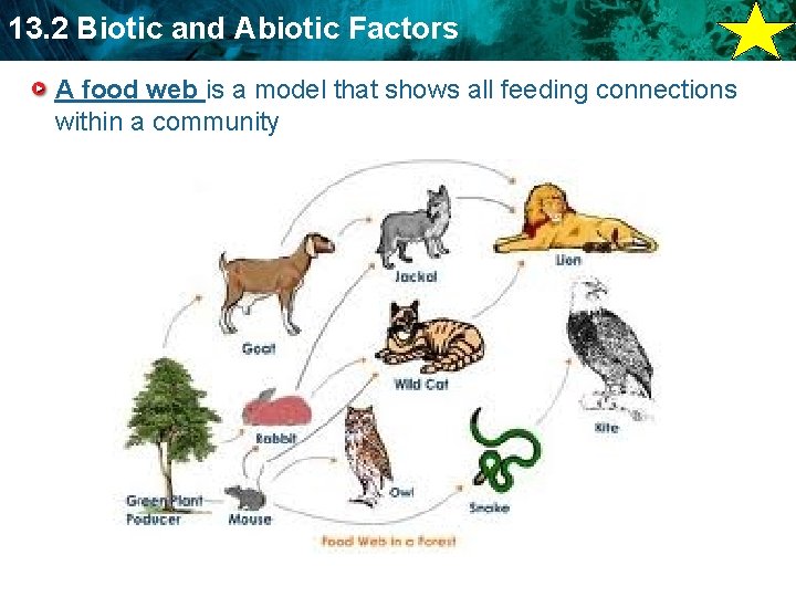 13. 2 Biotic and Abiotic Factors A food web is a model that shows