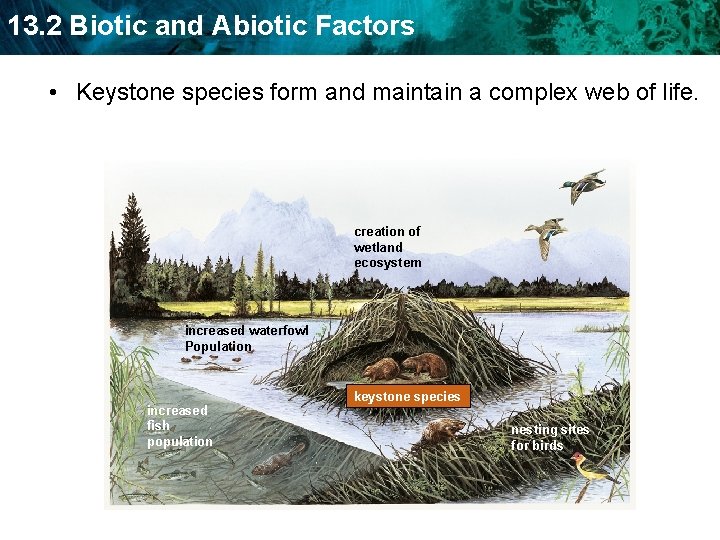 13. 2 Biotic and Abiotic Factors • Keystone species form and maintain a complex