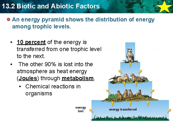 13. 2 Biotic and Abiotic Factors An energy pyramid shows the distribution of energy