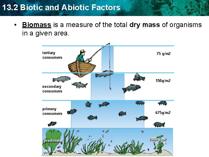 13. 2 Biotic and Abiotic Factors • Biomass is a measure of the total