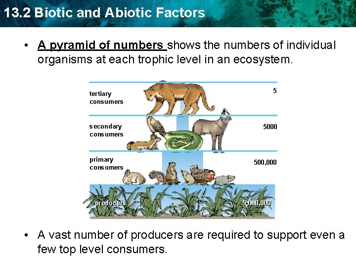 13. 2 Biotic and Abiotic Factors • A pyramid of numbers shows the numbers