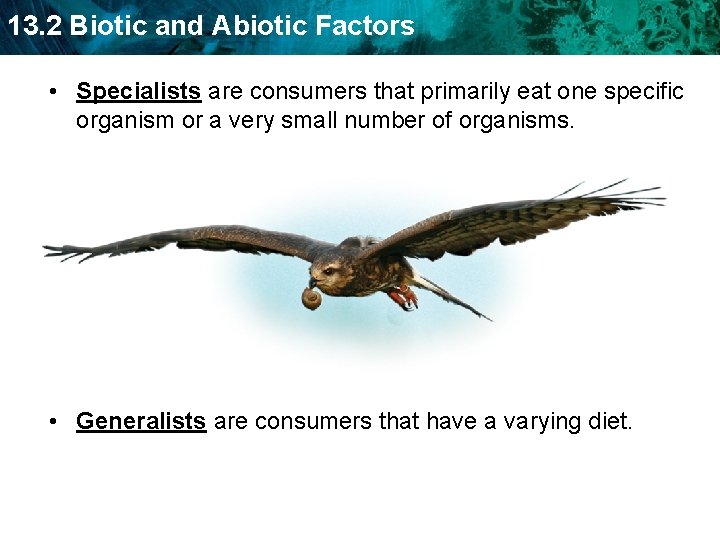 13. 2 Biotic and Abiotic Factors • Specialists are consumers that primarily eat one