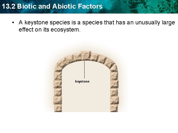 13. 2 Biotic and Abiotic Factors • A keystone species is a species that