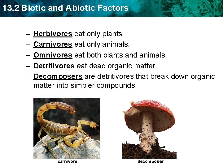 13. 2 Biotic and Abiotic Factors – – – Herbivores eat only plants. Carnivores