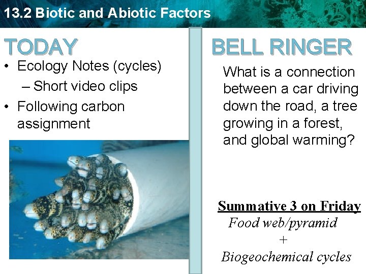 13. 2 Biotic and Abiotic Factors TODAY • Ecology Notes (cycles) – Short video