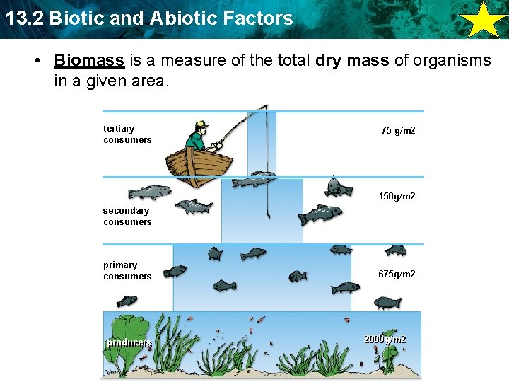 13. 2 Biotic and Abiotic Factors • Biomass is a measure of the total