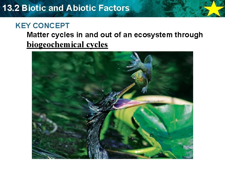 13. 2 Biotic and Abiotic Factors KEY CONCEPT Matter cycles in and out of