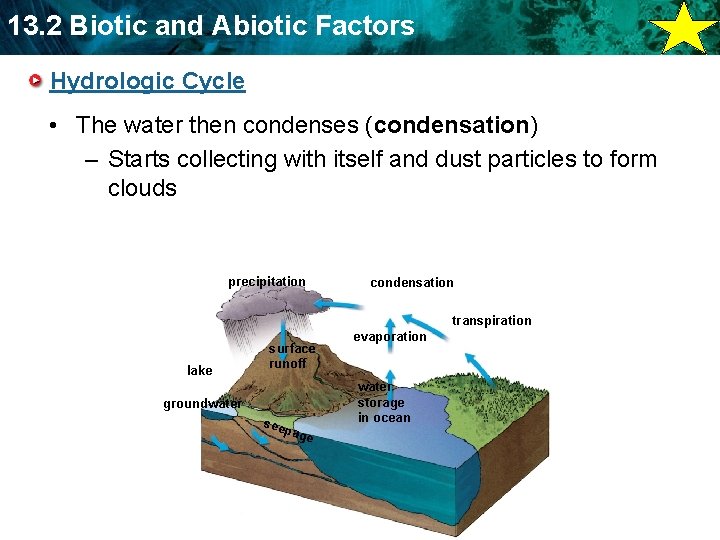 13. 2 Biotic and Abiotic Factors Hydrologic Cycle • The water then condenses (condensation)