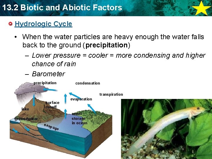 13. 2 Biotic and Abiotic Factors Hydrologic Cycle • When the water particles are