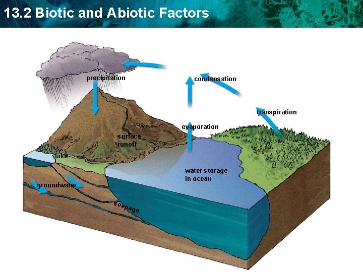13. 2 Biotic and Abiotic Factors precipitation condensation transpiration evaporation surface runoff lake water