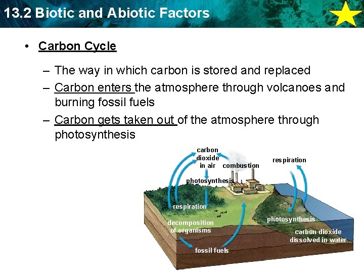 13. 2 Biotic and Abiotic Factors • Carbon Cycle – The way in which