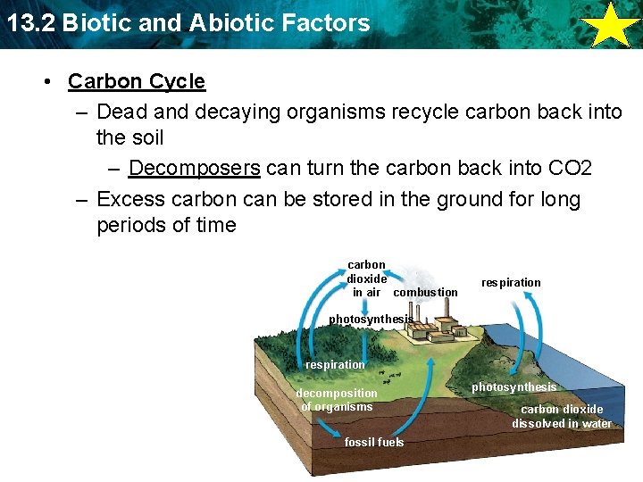 13. 2 Biotic and Abiotic Factors • Carbon Cycle – Dead and decaying organisms