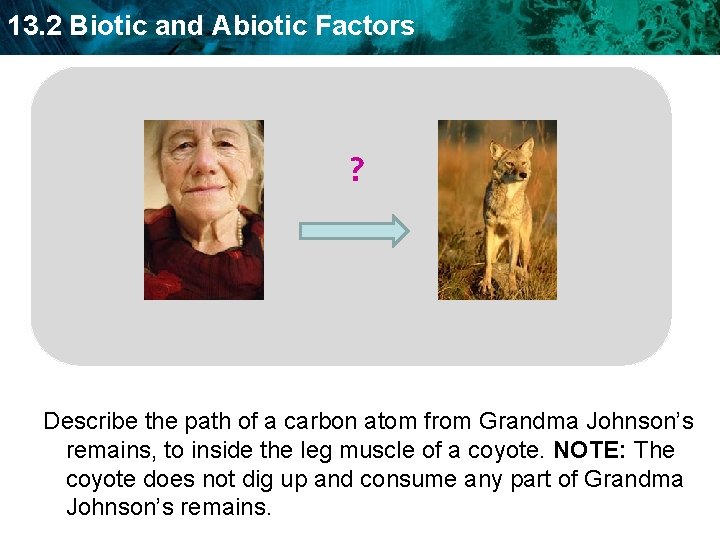 13. 2 Biotic and Abiotic Factors ? Describe the path of a carbon atom