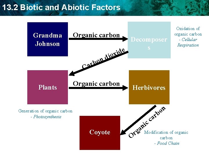 13. 2 Biotic and Abiotic Factors Grandma Johnson Plants Organic carbon Decomposer s e