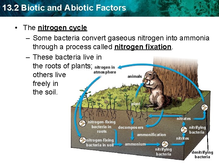 13. 2 Biotic and Abiotic Factors • The nitrogen cycle – Some bacteria convert