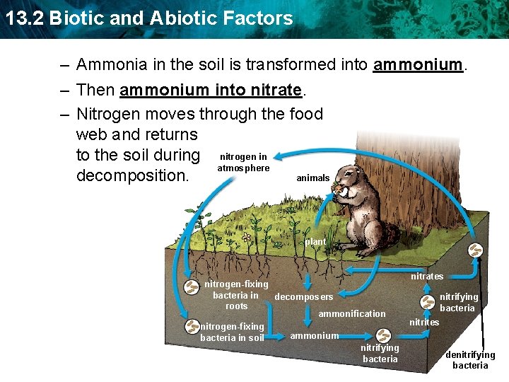 13. 2 Biotic and Abiotic Factors – Ammonia in the soil is transformed into