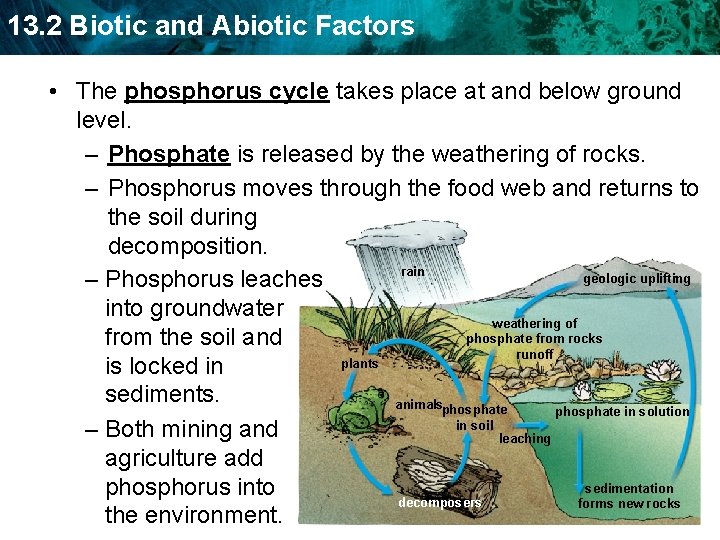 13. 2 Biotic and Abiotic Factors • The phosphorus cycle takes place at and