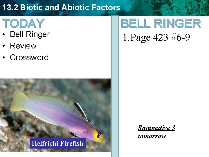 13. 2 Biotic and Abiotic Factors TODAY • Bell Ringer • Review • Crossword