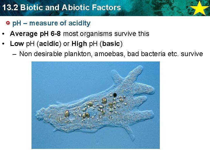 13. 2 Biotic and Abiotic Factors p. H – measure of acidity • Average