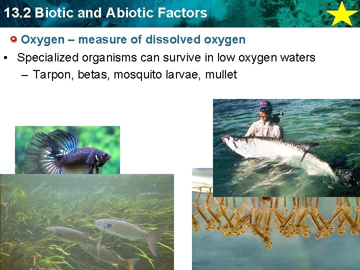 13. 2 Biotic and Abiotic Factors Oxygen – measure of dissolved oxygen • Specialized