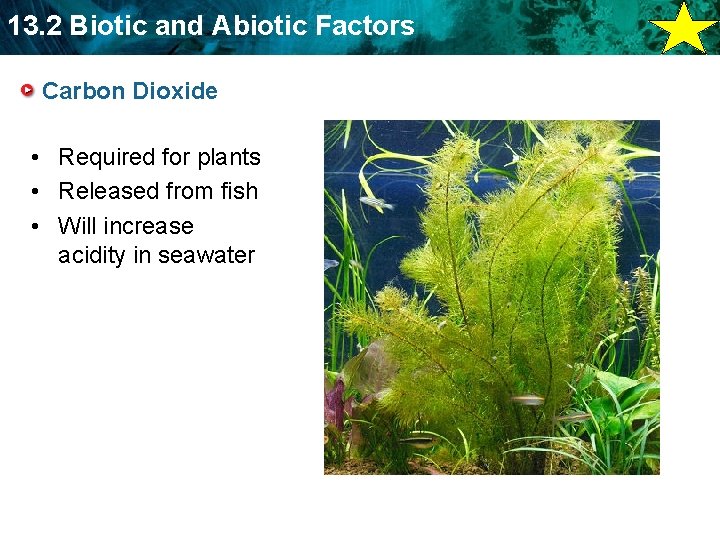 13. 2 Biotic and Abiotic Factors Carbon Dioxide • Required for plants • Released